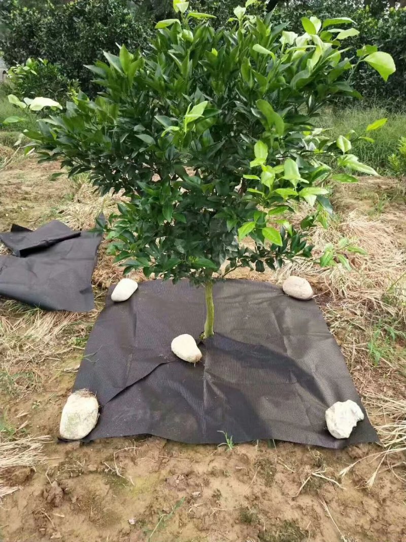 防草地布，防草地膜，带孔地膜，带孔地布