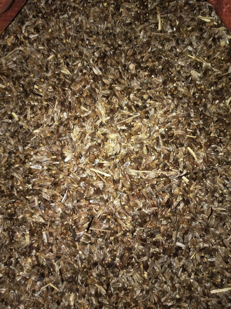 苍术种子