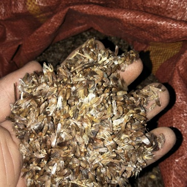 苍术种子