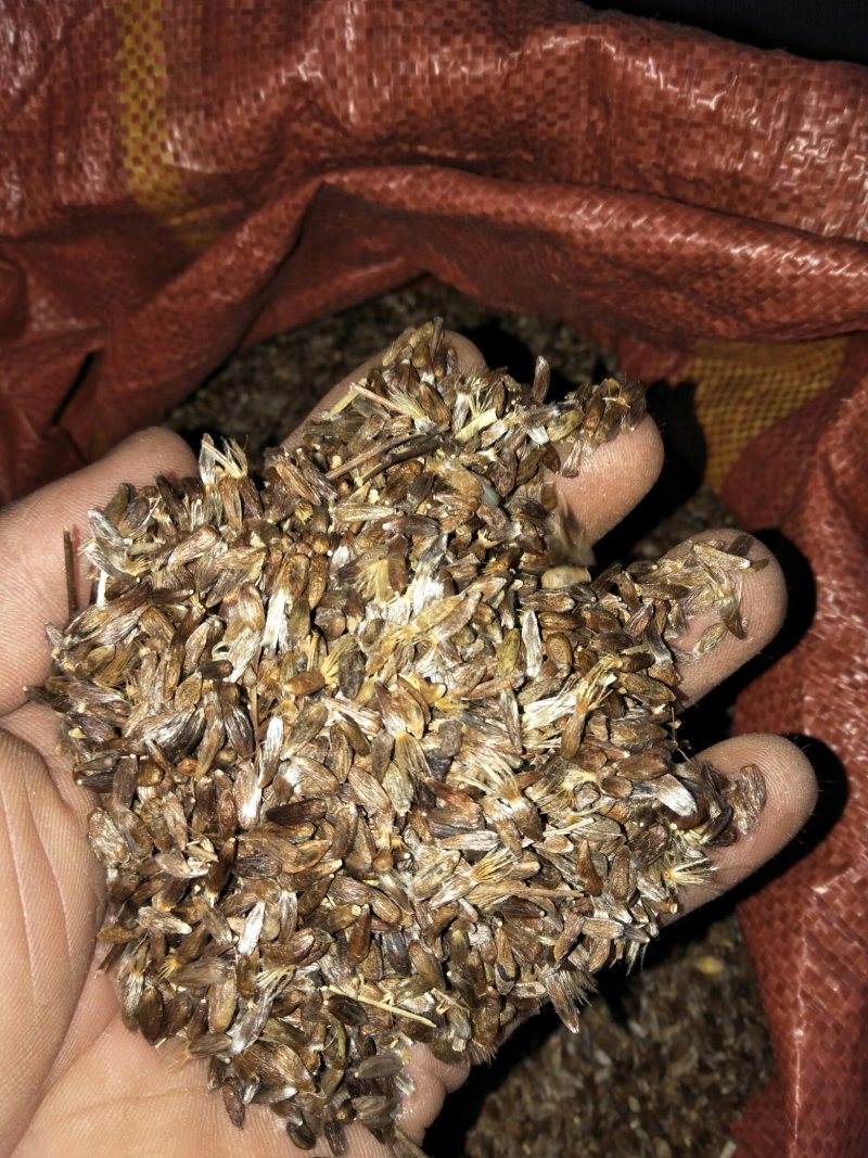 苍术种子