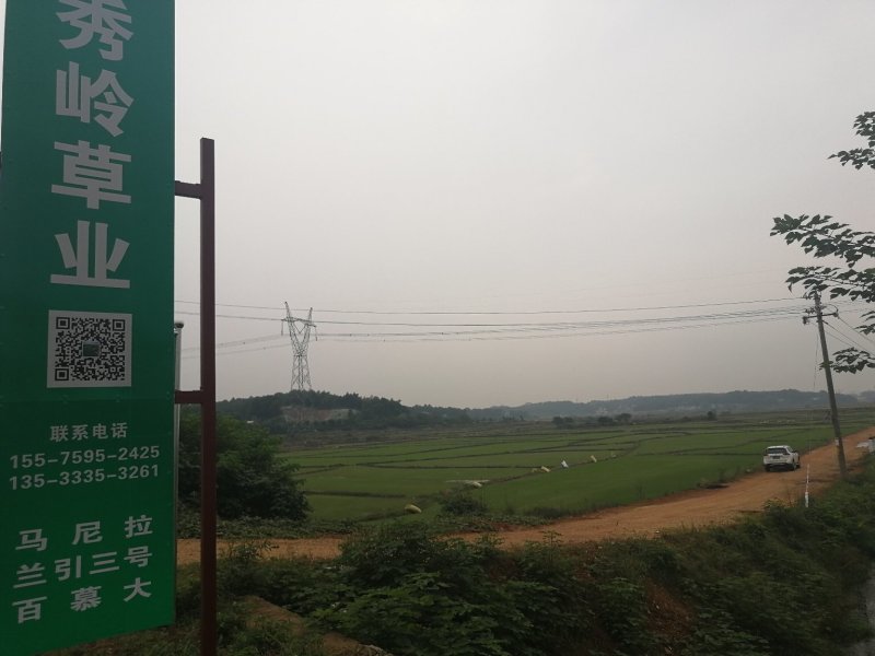 马尼拉草坪