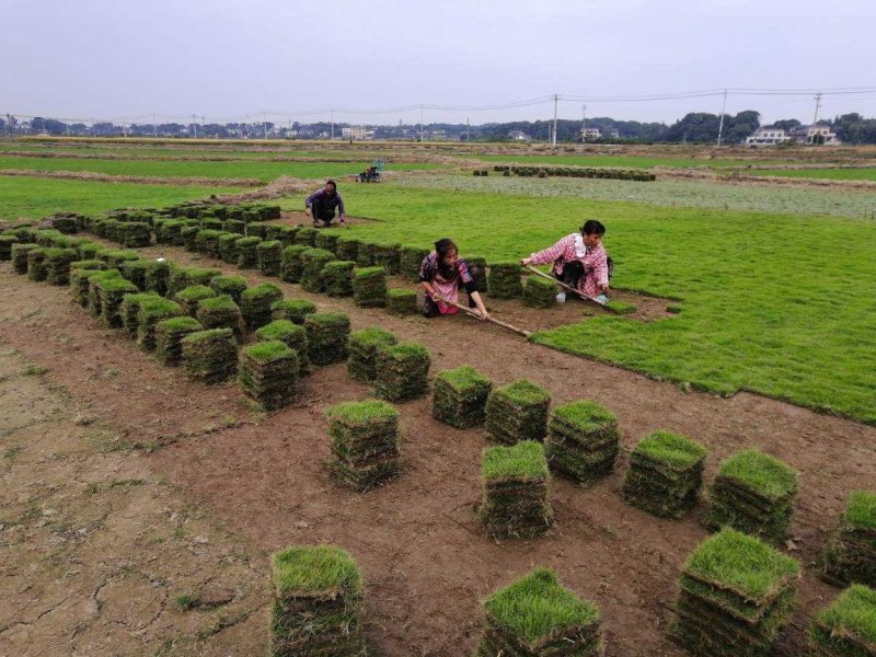 马尼拉草坪