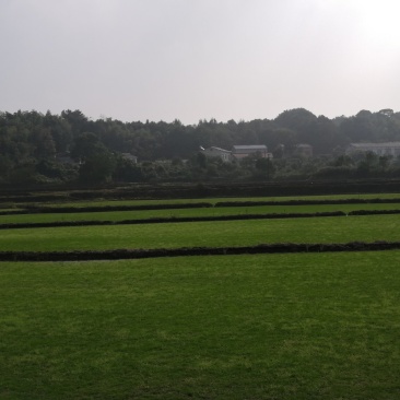 马尼拉草坪