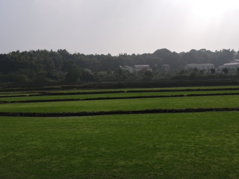 马尼拉草坪