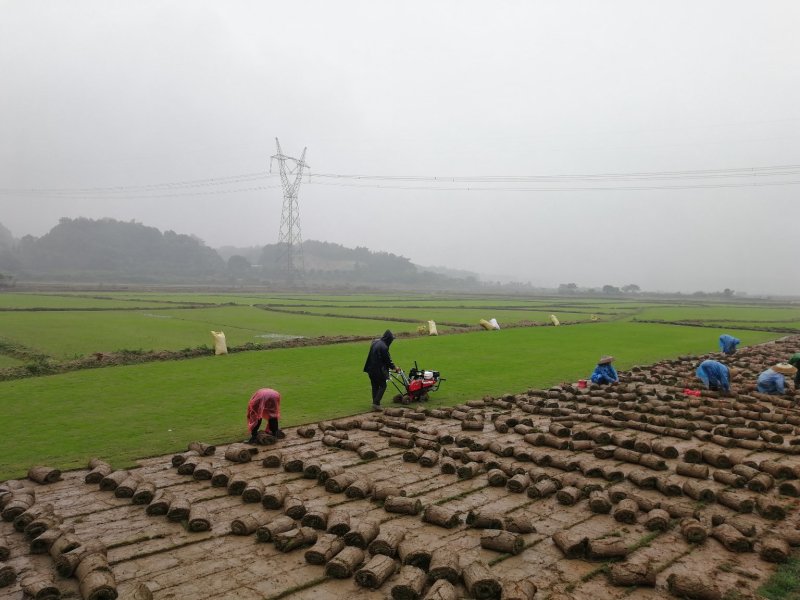 马尼拉草坪