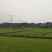 马尼拉草坪