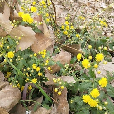 野菊花颗粒，欢迎采购