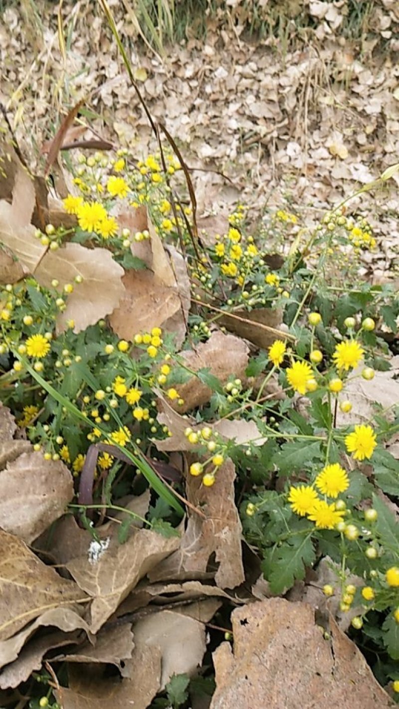野菊花颗粒，欢迎采购