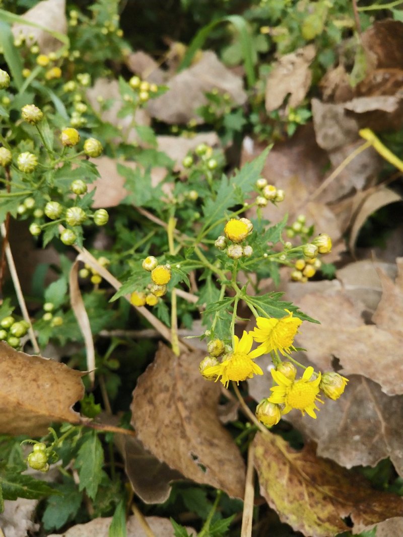 野菊花颗粒，欢迎采购