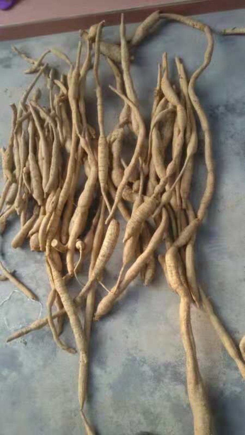 牛大力，小叶牛大，（甘草薯）