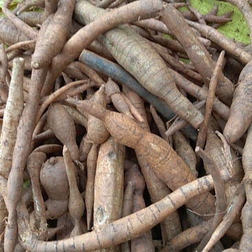 牛大力，小叶牛大，（甘草薯）