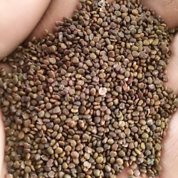 沙苑子白蒺藜沙苑蒺藜子潼蒺藜沙蒺藜量大优惠