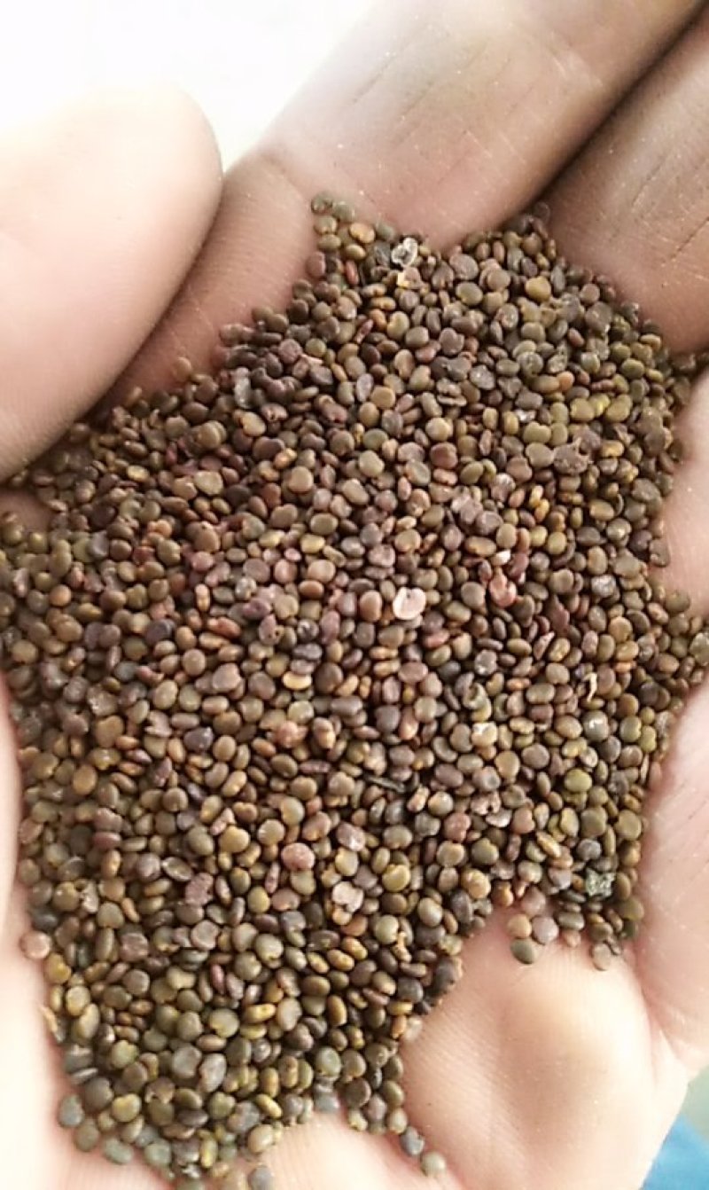 沙苑子白蒺藜沙苑蒺藜子潼蒺藜沙蒺藜量大优惠