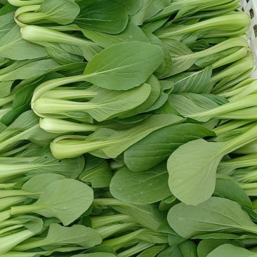 精品油菜