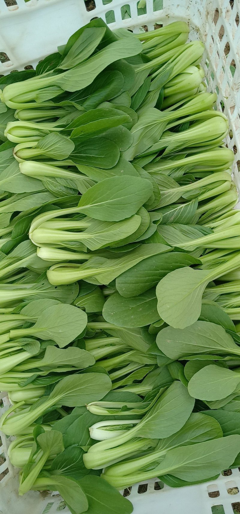 精品油菜