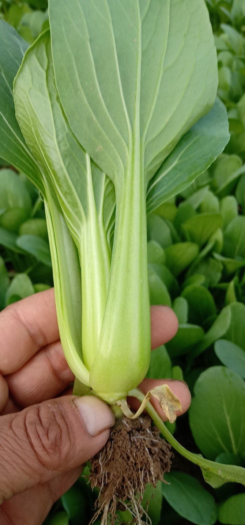 精品油菜