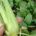 精品油菜
