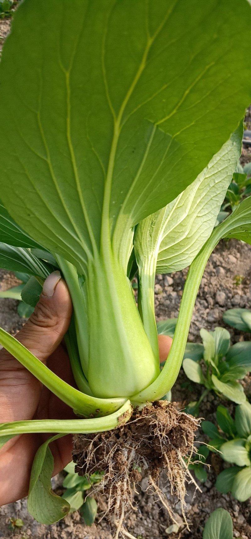 精品油菜
