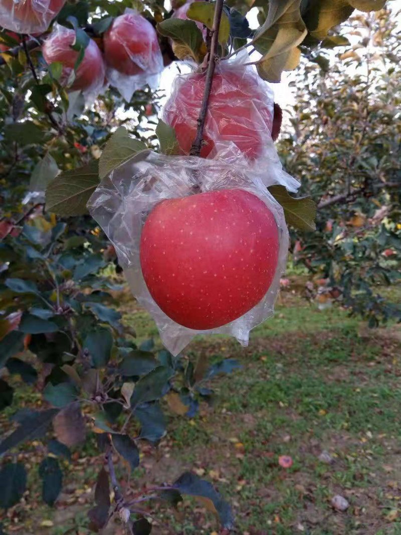 油菜籽