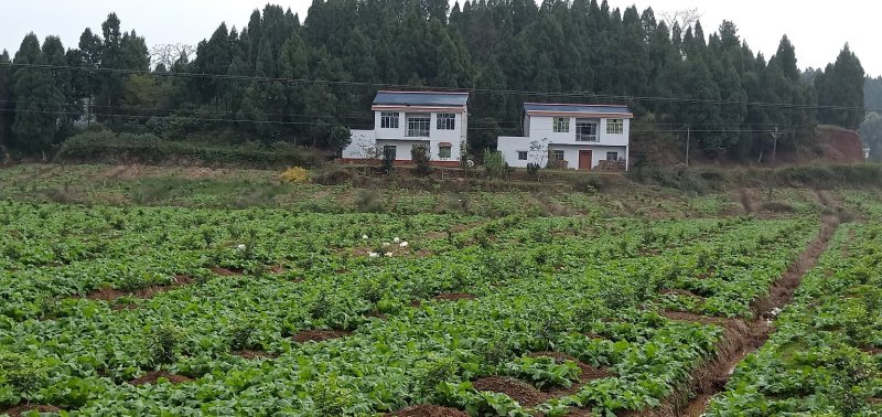 儿菜132-9009-1108