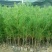 白皮松80公分以上