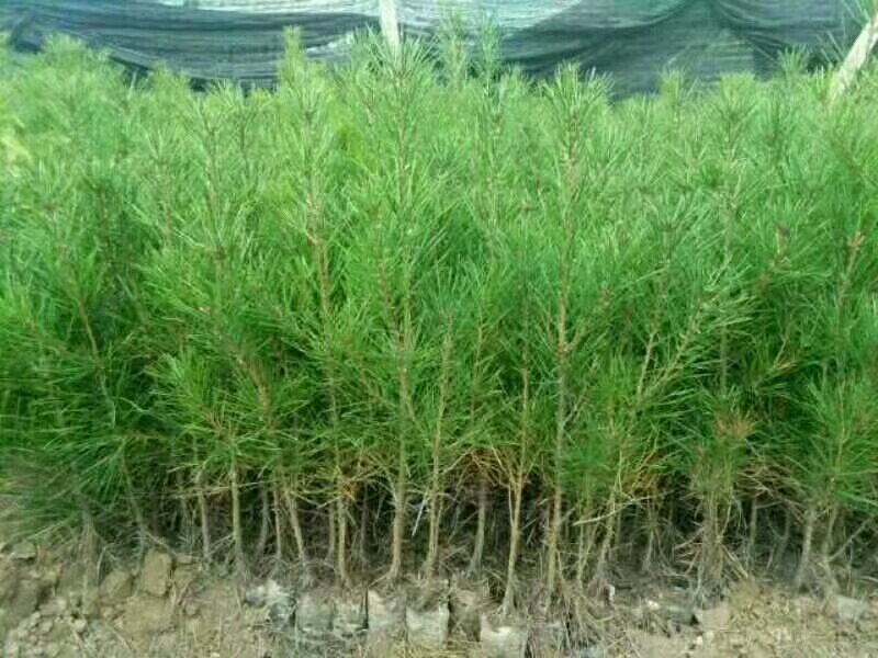 白皮松80公分以上