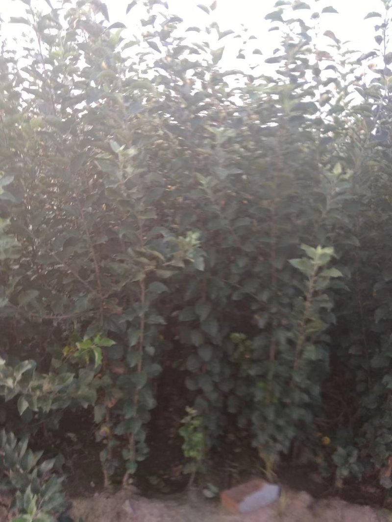【推荐】烟富8号苹果苗现挖现发成活率高