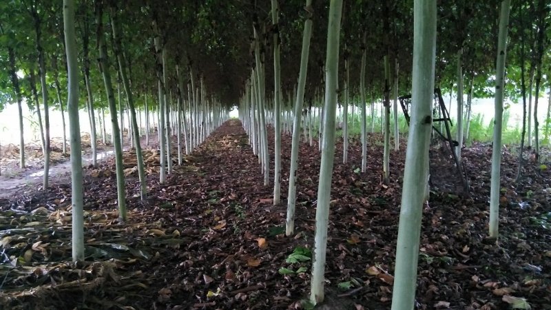法桐6至36公分都有，机不可失，失不再来。