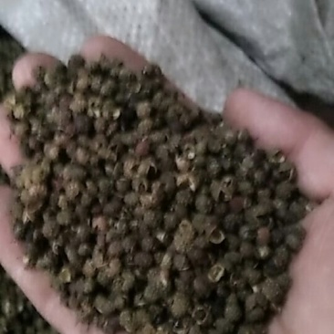 云南青麻