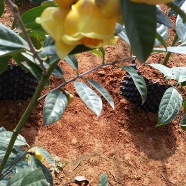 防普金花茶苗木