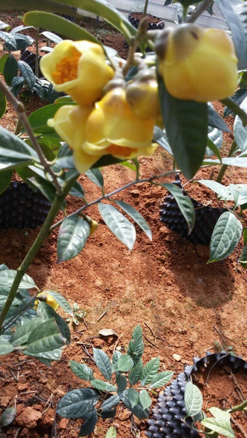 防普金花茶苗木