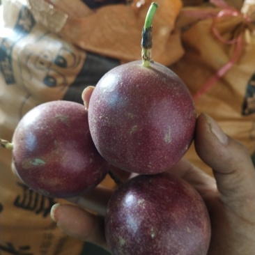 百香果紫果中大果