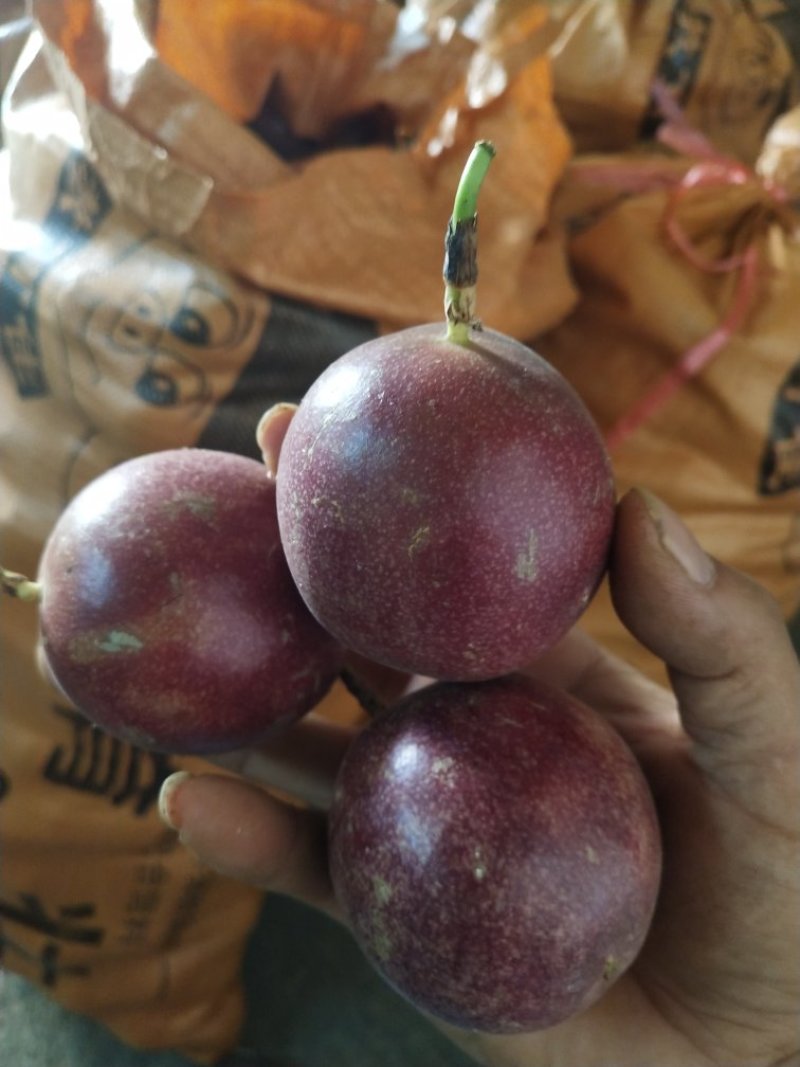 百香果紫果中大果