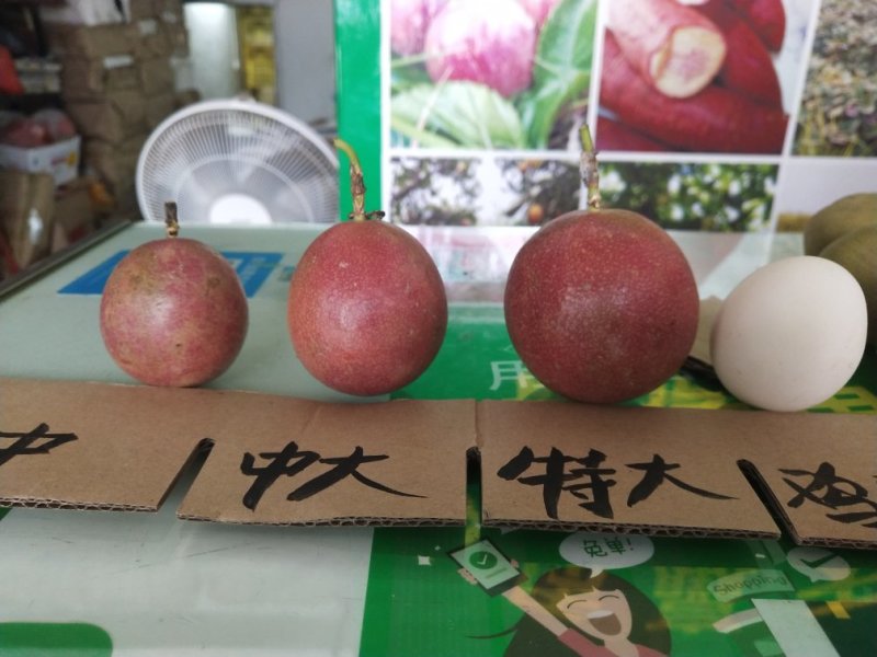 百香果紫果中大果