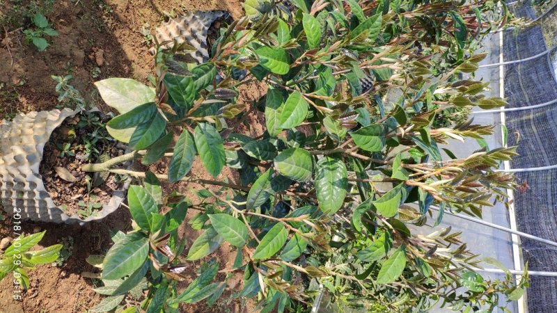 防普金花茶苗木