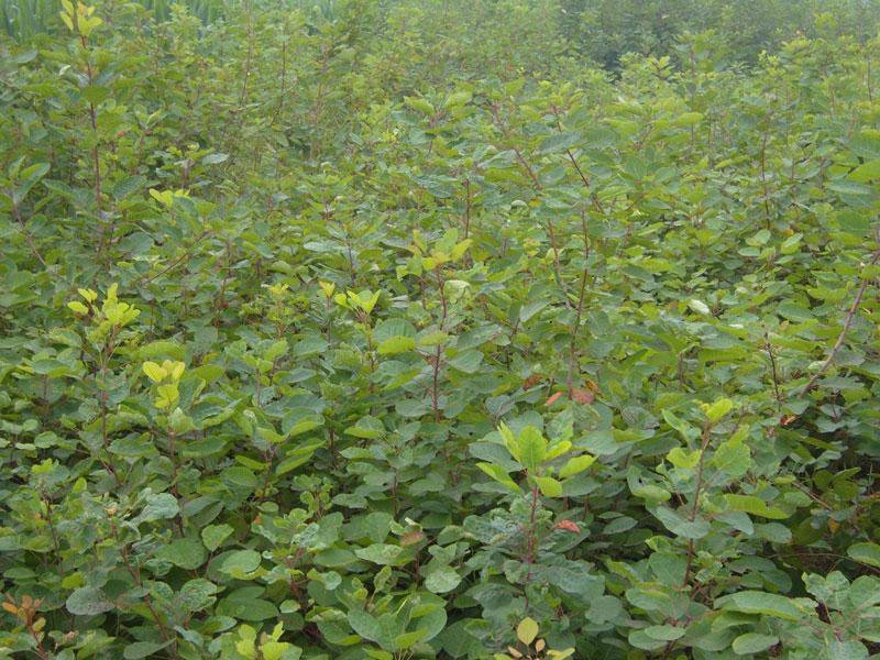 黄栌苗70~1米2公分3公分黄栌价格工程绿化黄栌