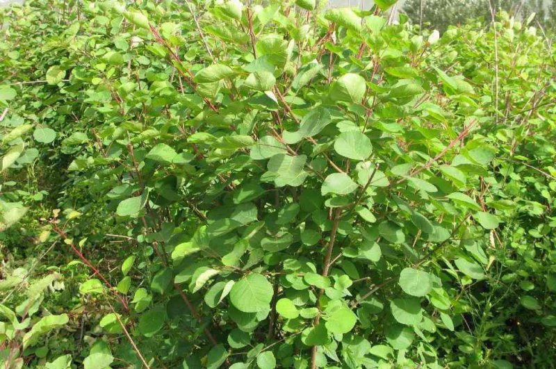 黄栌苗70~1米2公分3公分黄栌价格工程绿化黄栌