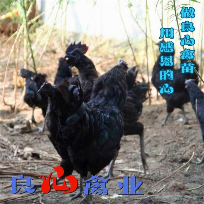 黑乌骨鸡苗五黑鸡苗土鸡苗肉鸡苗质量保证散养土鸡苗