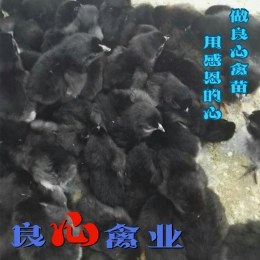 黑乌骨鸡苗五黑鸡苗土鸡苗肉鸡苗质量保证散养土鸡苗