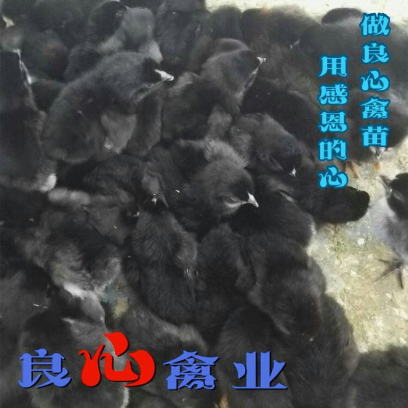 黑乌骨鸡苗五黑鸡苗土鸡苗肉鸡苗质量保证散养土鸡苗