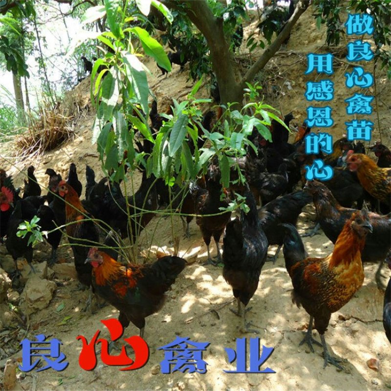 黑乌骨鸡苗五黑鸡苗土鸡苗肉鸡苗质量保证散养土鸡苗