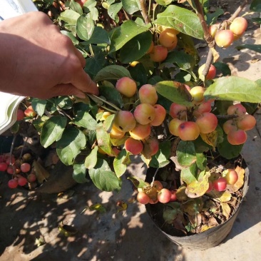 芭蕾小苹果盆栽带果发货