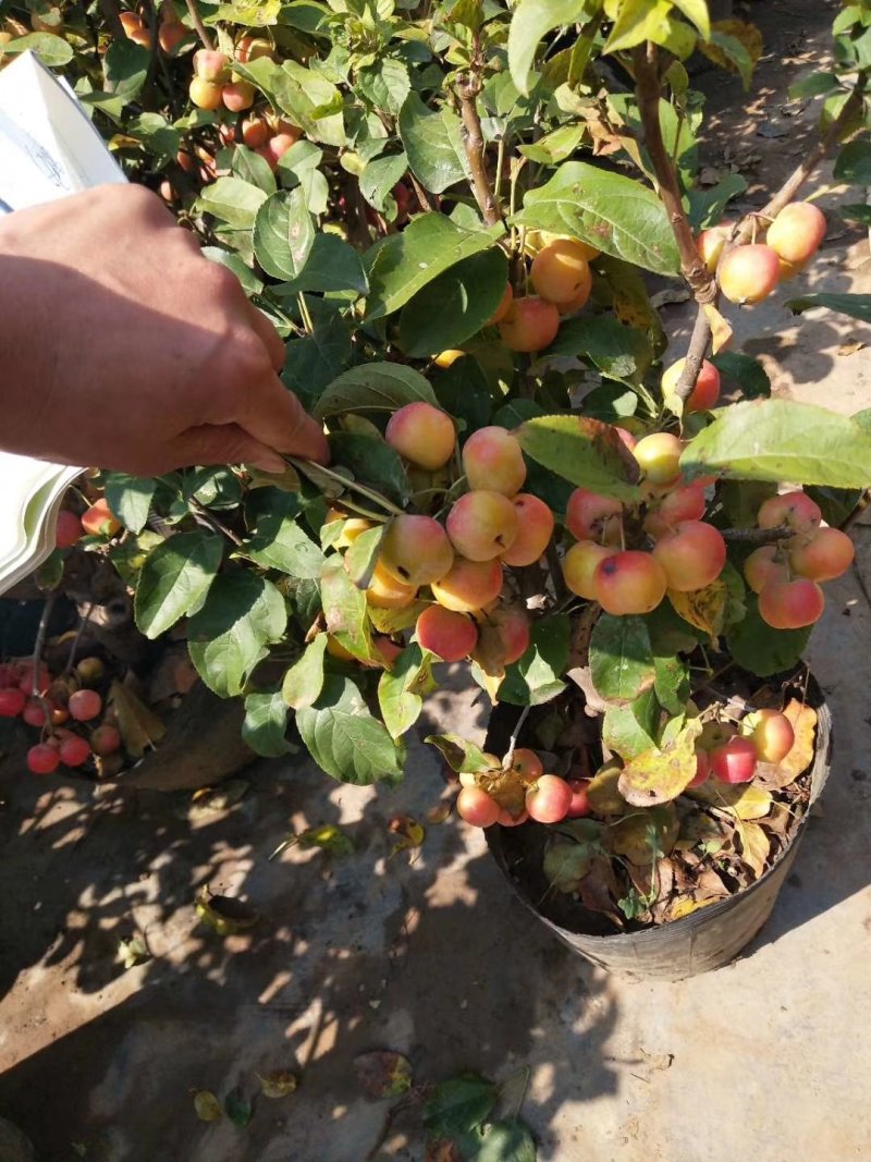 芭蕾小苹果盆栽带果发货