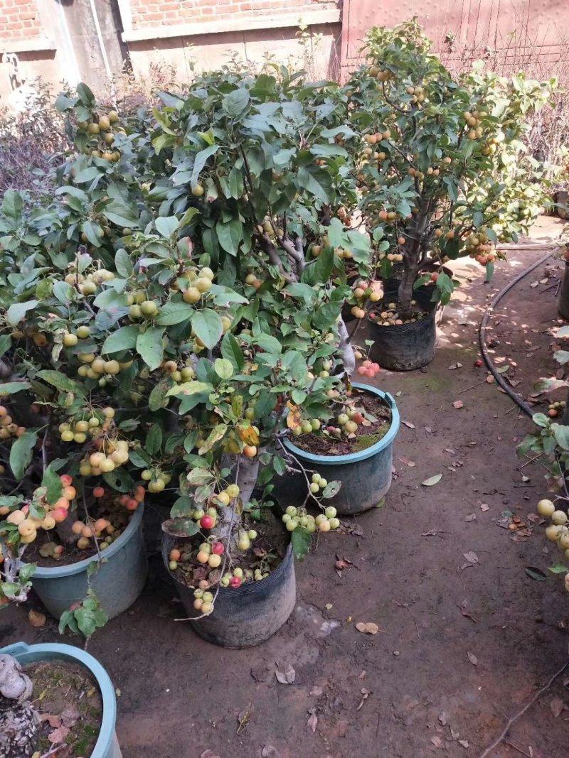 芭蕾小苹果盆栽带果发货