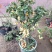 芭蕾小苹果盆栽带果发货
