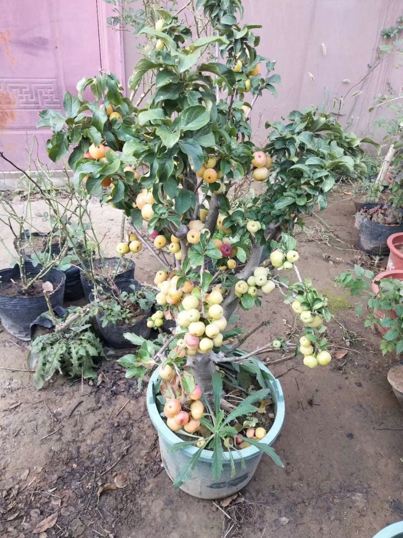 芭蕾小苹果盆栽带果发货