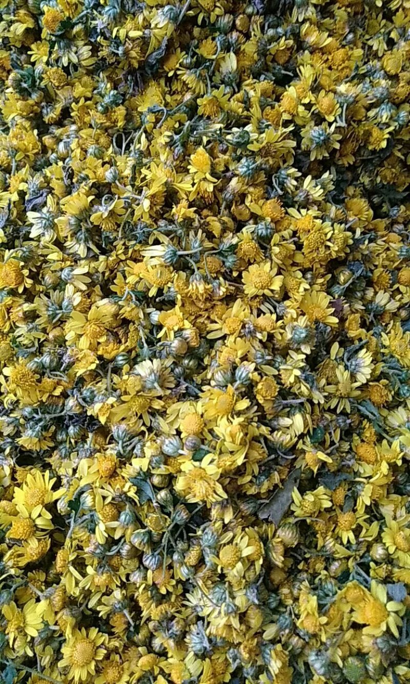 野菊花颗粒，代装