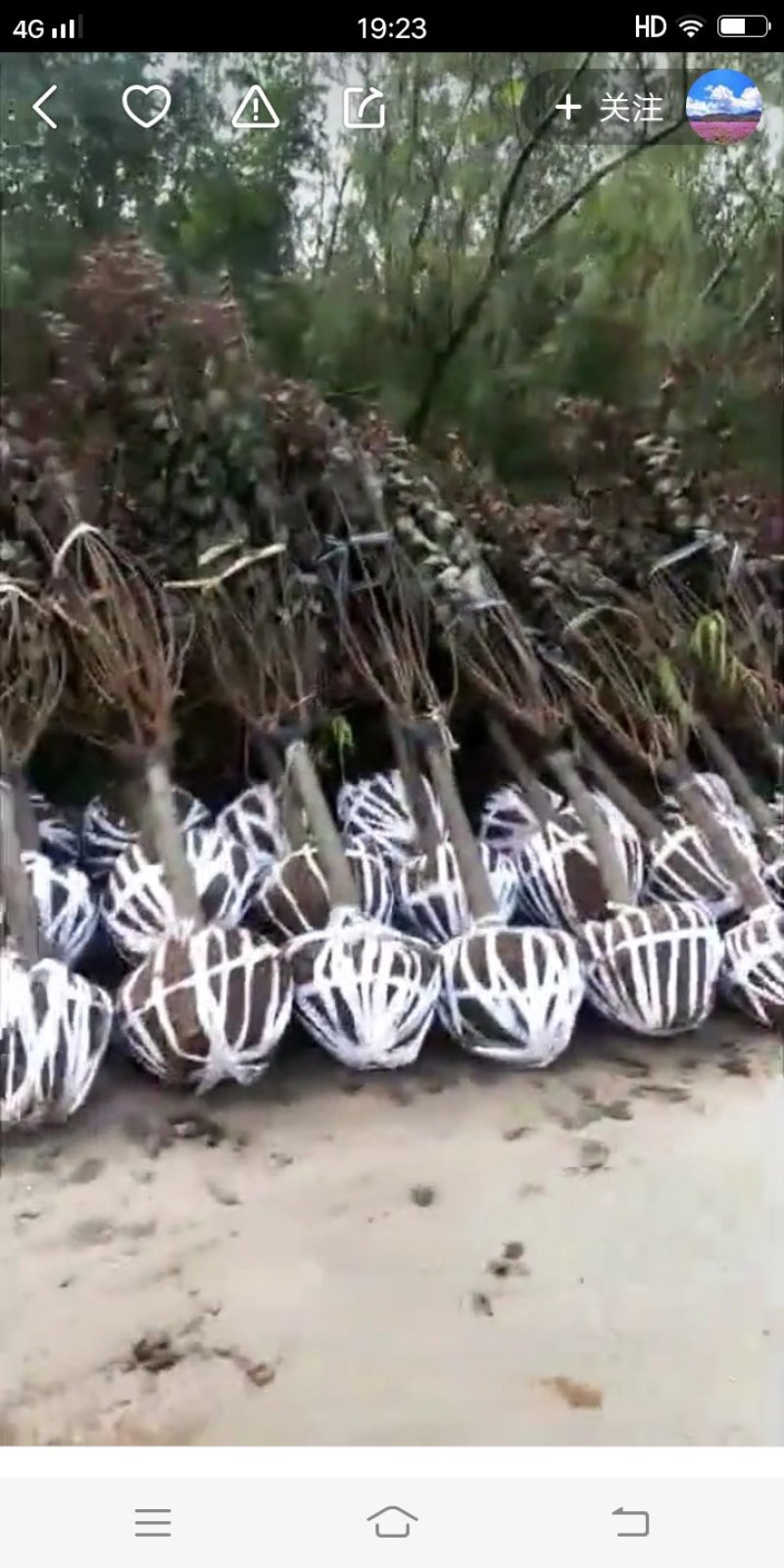 紫叶李，紫薇，西府海棠，紫藤，美人梅，高杆石楠，樱花，