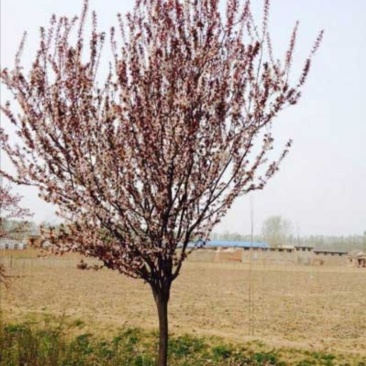 紫叶李，紫薇，西府海棠，紫藤，美人梅，高杆石楠，樱花，