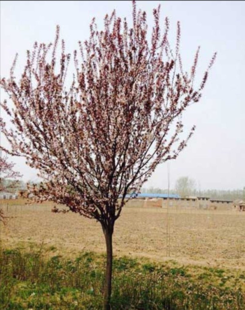 紫叶李，紫薇，西府海棠，紫藤，美人梅，高杆石楠，樱花，
